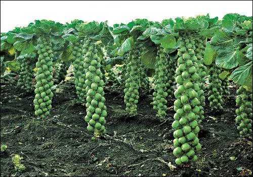 Favorable days for sowing cabbage for seedlings