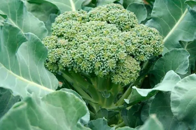 Favorable days for sowing cabbage for seedlings