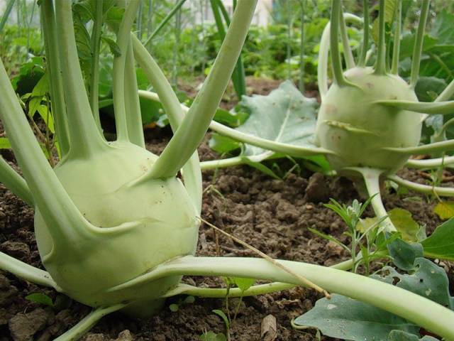 Favorable days for sowing cabbage for seedlings