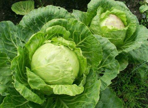 Favorable days for sowing cabbage for seedlings