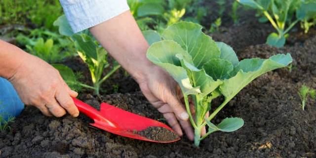 Favorable days for sowing cabbage for seedlings