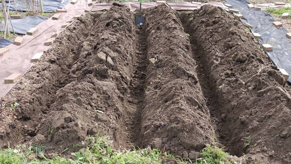 Favorable days in April for planting potatoes 