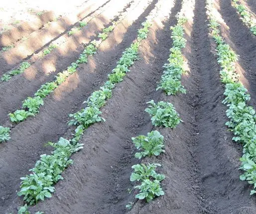 Favorable days in April for planting potatoes 