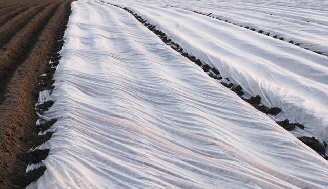 Favorable days in April for planting potatoes 