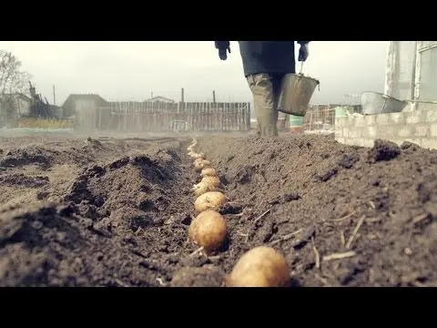 Favorable days in April for planting potatoes 