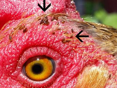 Feather mite in chickens: treatment