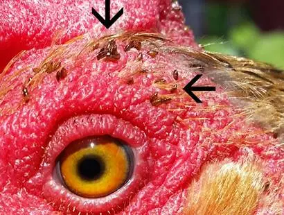 Feather mite in chickens: treatment