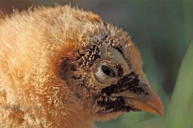 Feather mite in chickens: treatment