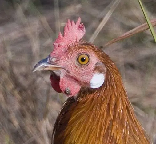 Feather mite in chickens: treatment