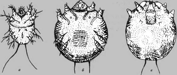 Feather mite in chickens: treatment