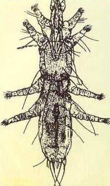 Feather mite in chickens: treatment