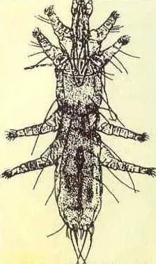 Feather mite in chickens: treatment