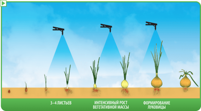 Feather onion fertilizer 