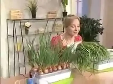 Feather onion fertilizer 