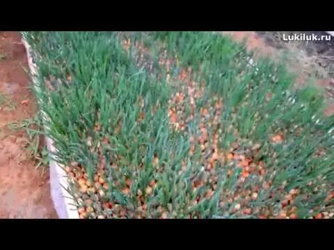 Feather onion fertilizer 