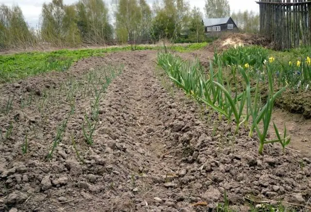 Feather onion fertilizer 