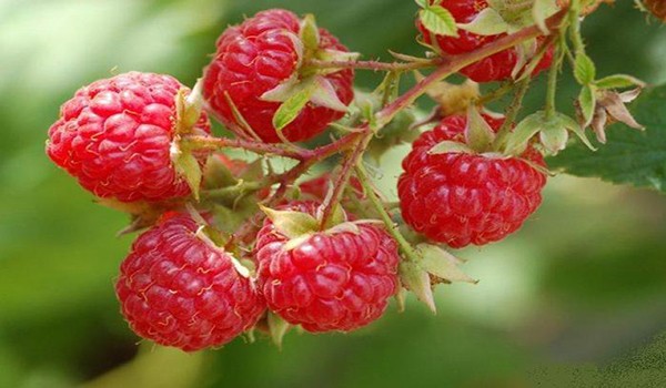 Features, methods of propagation of remontant raspberries