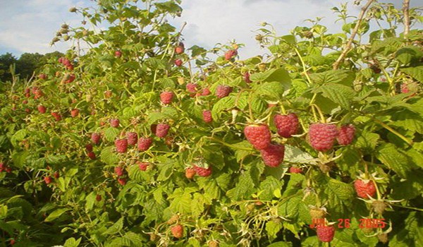 Features, methods of propagation of remontant raspberries