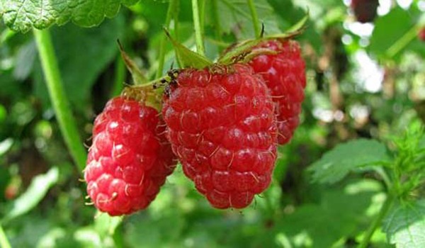 Features, methods of propagation of remontant raspberries