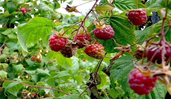 Features, methods of propagation of remontant raspberries