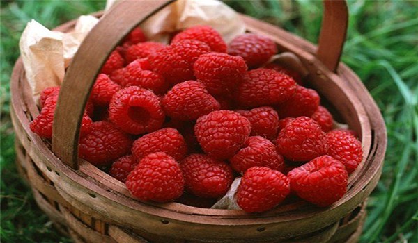 Features, methods of propagation of remontant raspberries