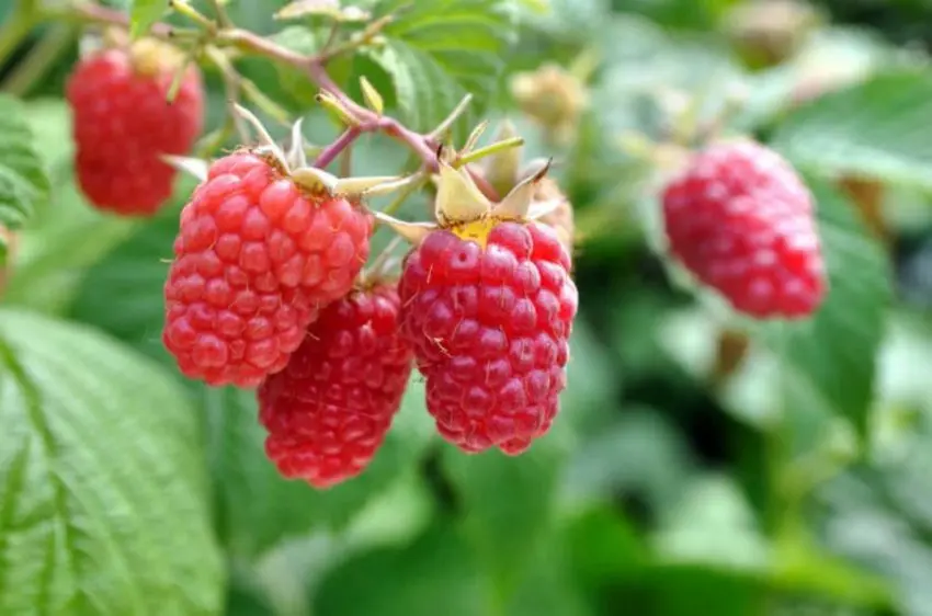 Features, methods of propagation of remontant raspberries