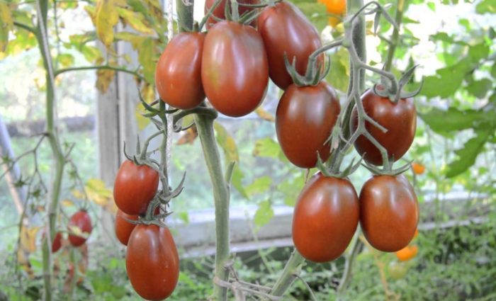 Features of growing tomato black moor