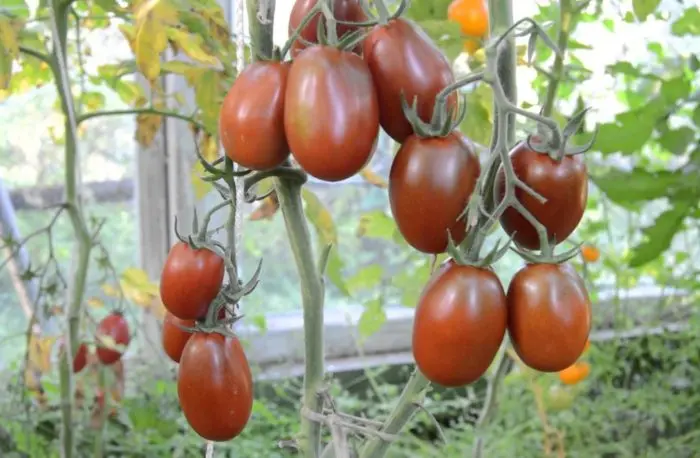 Features of growing tomato black moor