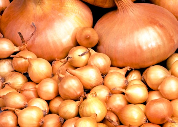 Features of planting onions in the spring with photos and videos