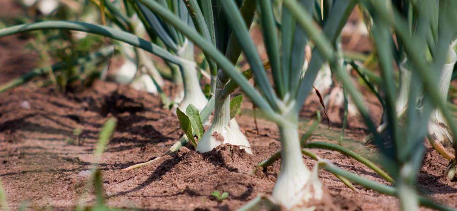 Features of planting onions in the spring with photos and videos