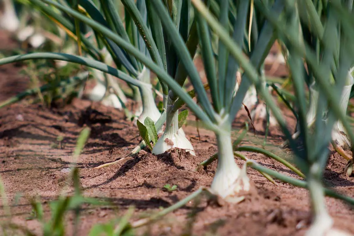 Features of planting onions in the spring with photos and videos