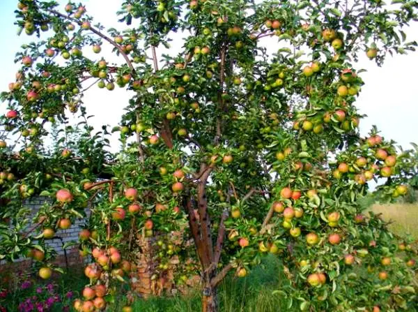 Features of the apple tree variety Zhigulevskoe with photo and video