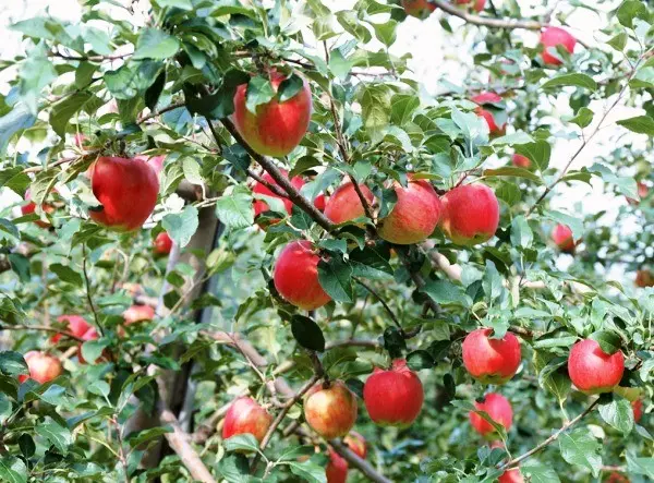 Features of the apple tree variety Zhigulevskoe with photo and video