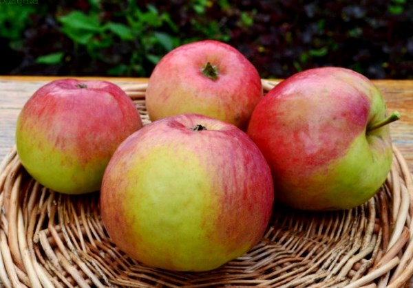 Features of the apple tree variety Zhigulevskoe with photo and video