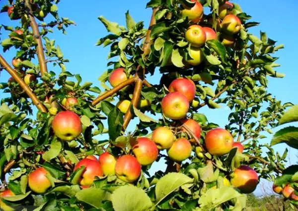 Features of the apple tree variety Zhigulevskoe with photo and video