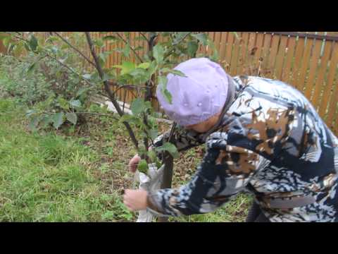 Features of the apple tree variety Zhigulevskoe with photo and video