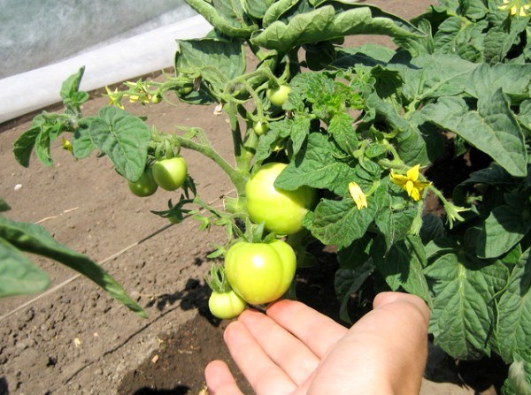 Features of the German tomato variety Little Red Riding Hood