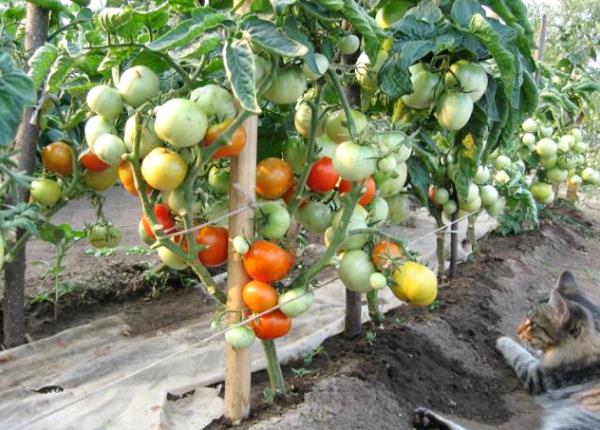 Features of the German tomato variety Little Red Riding Hood