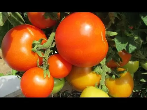 Features of the German tomato variety Little Red Riding Hood