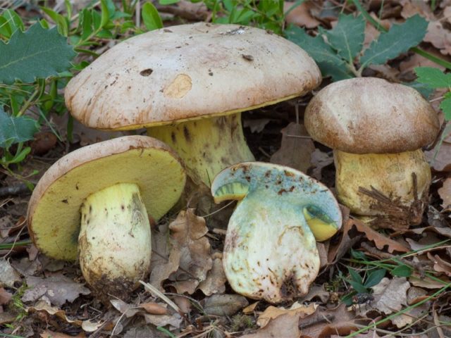 Fechtners boletus: description and photo