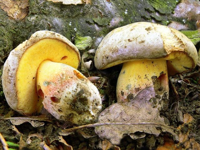 Fechtners boletus: description and photo