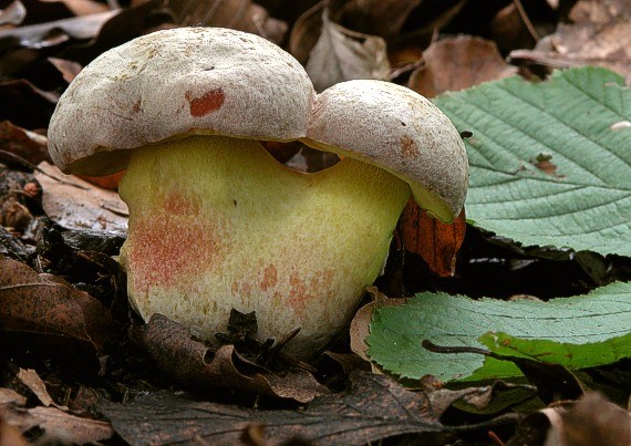 Fechtners boletus: description and photo