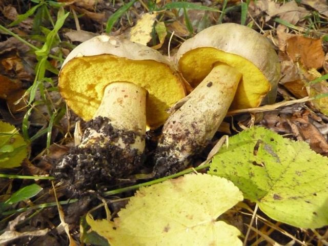 Fechtners boletus: description and photo