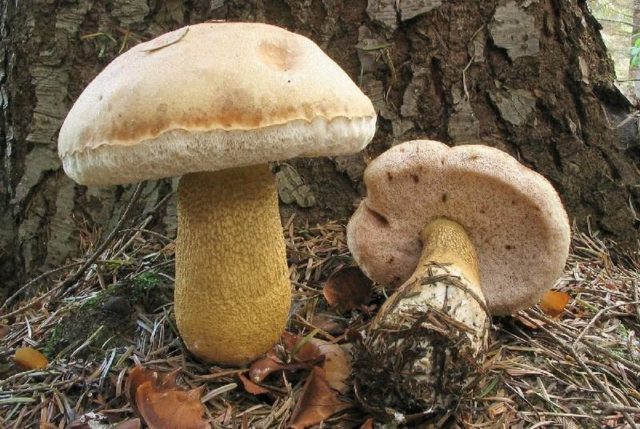 Fechtners boletus: description and photo