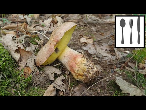 Fechtners boletus: description and photo