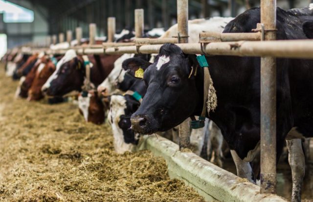 Feeder for cattle