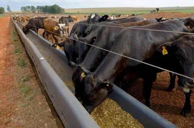 Feeder for cattle