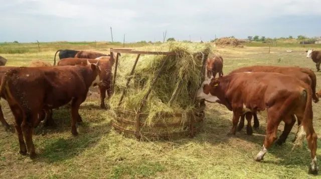 Feeder for cattle