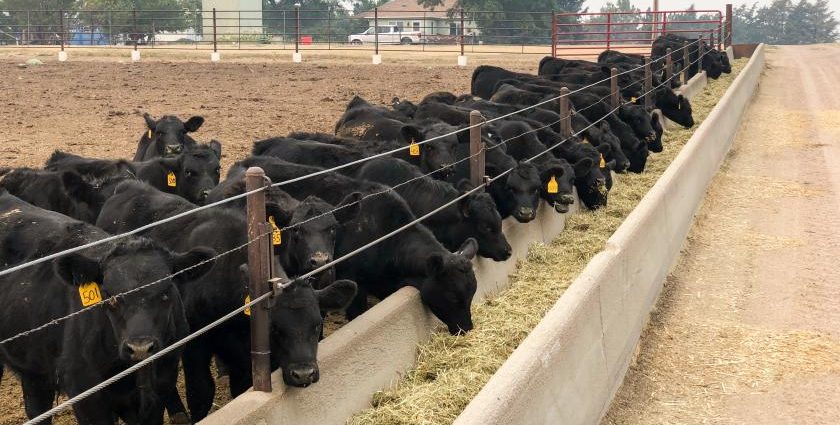 Feeder for cattle