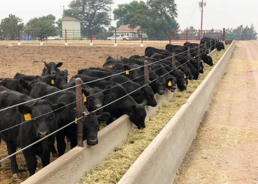 Feeder for cattle